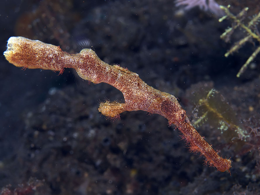 Solenostomus�sp. A